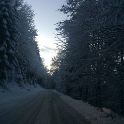 Empty road along trees