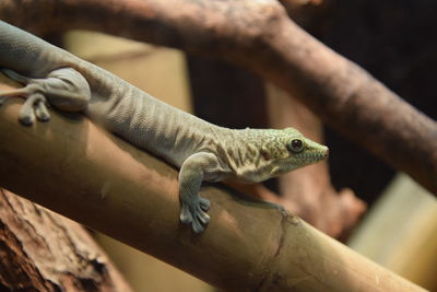 Close-up of a lizard