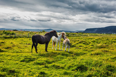 Horses in a field