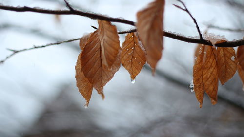 Close-up of dry leaves on tree during winter