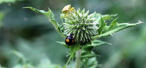 Close-up of insect on flower