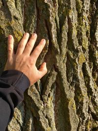 Close-up of hand on tree trunk