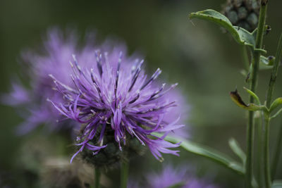Close-up of thistle flower blooming at park