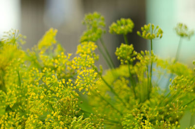 Close-up of yellow flowering plants