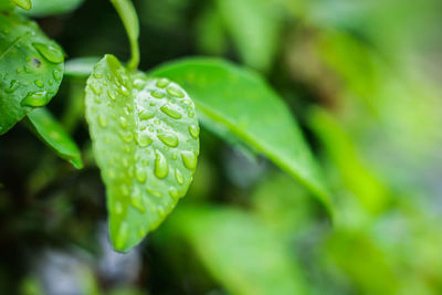 Close-up of wet plant leaves