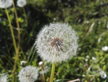 Close-up of dandelion