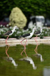 Bird perching on a lake