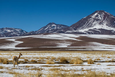 Scenic view of snowcapped mountains against clear sky