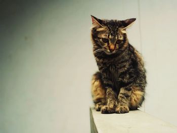 Close-up of cat sitting