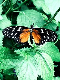 Butterfly on leaf