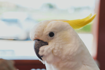 Close-up of a parrot