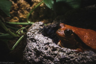 Close-up of frog on rock