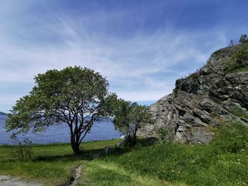 Trees on field against sky