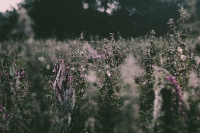 Close-up of plants growing on field