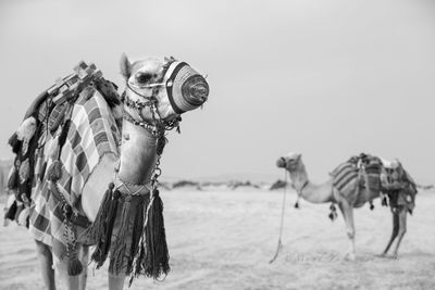 Camels on sand against clear sky