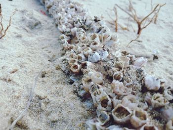 Close-up of shells on beach