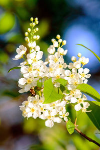 Close-up of white flowers blooming on tree