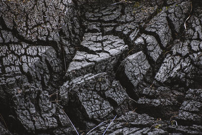 Low angle view of trees in forest