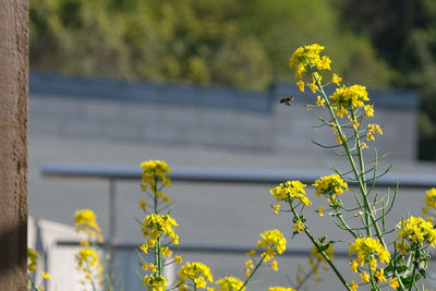 Close-up of yellow flowers against blurred background