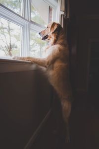 Dog looking through window at home