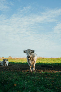 Sheep on field against sky