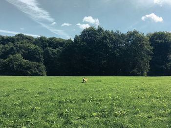 Scenic view of grassy field against sky