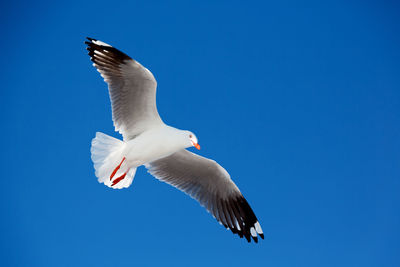 Low angle view of seagull flying