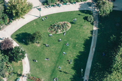 High angle view of trees on grass