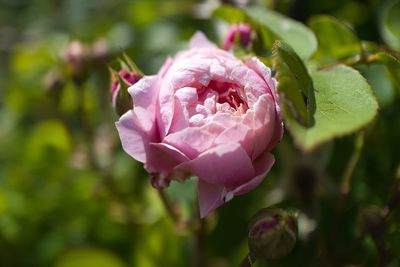 Close-up of pink rose