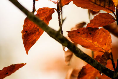 Close-up of autumnal leaves against blurred background