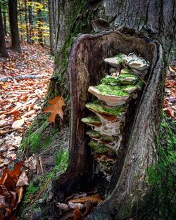 Close-up of tree trunk in forest