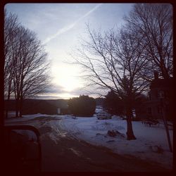 Bare trees on snow covered landscape