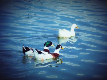 Ducks swimming in sea