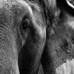 Close-up portrait of elephant