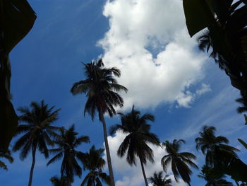 Low angle view of palm trees against sky