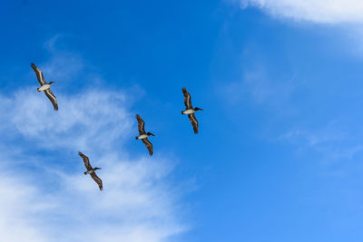 Low angle view of birds flying in sky