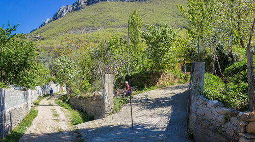 Man walking on road amidst trees