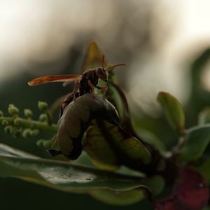 Close-up of grasshopper on flower