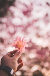 Close-up of hand holding pink flower