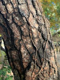 Close-up of tree trunk