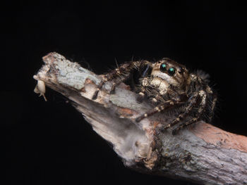 Close-up of insect on black background