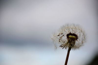 Close-up of dandelion against white background