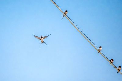 Low angle view of bird flying in sky