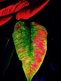 leaf vein