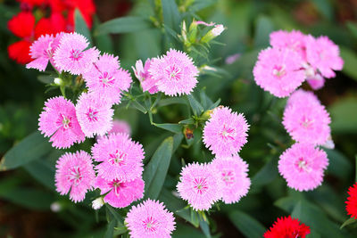 Close-up of pink flowering plants