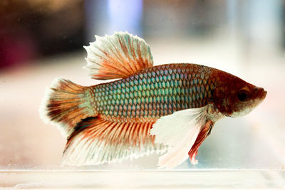 Close-up of fish swimming in glass