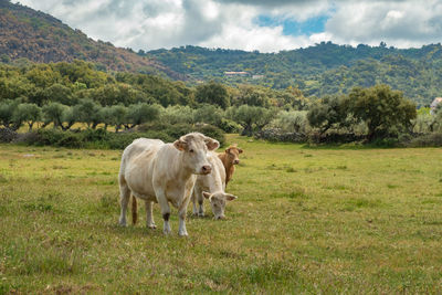 Charolais cows grazing in the meadow of extremadura, spain