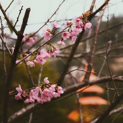 Close-up of pink flowers on tree