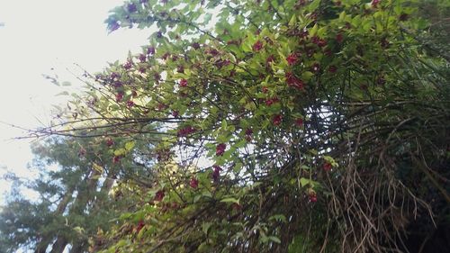 Low angle view of trees