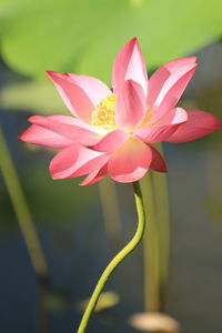 Close-up of pink water lily